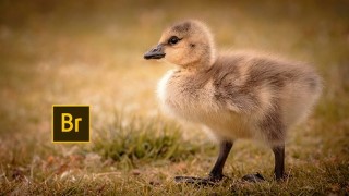 Adobe Bridge CC and Adobe Camera Raw Course for Beginners