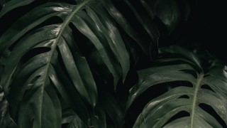 Adobe Lightroom: Finding Your Unique Editing Style