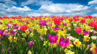 Be Happier with Positive Psychology