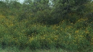 Certified Associate in Project Management CAPM Prep Course