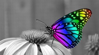 Compassionate Mind Coach Diploma (Fully Accredited)