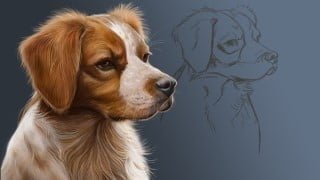 Digital Art : Painting A Pet Portrait