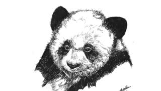 Drawing Animals using Pen, Inks and Watercolors