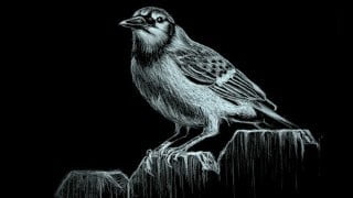 Drawing Fundamentals: Shading Basics for Illustration