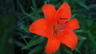 Freedom from being Victimized - Embodied Forgiveness - A5.1