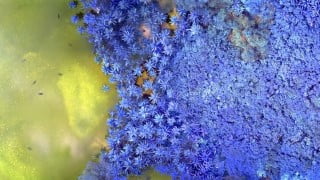 Fundamentals of image processing using Python and opencv - LiveTalent.org