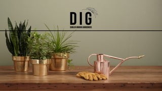 Houseplants 101: A Beginners Guide to Indoor Gardening