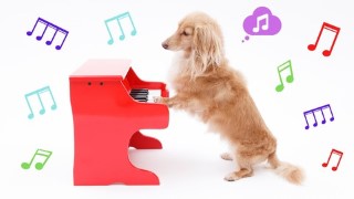 How to be a good sight reader on piano