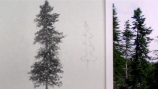 How to Draw A Pine Tree In Graphite