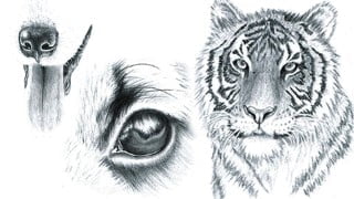 How to Draw Animal Portraits for Beginners