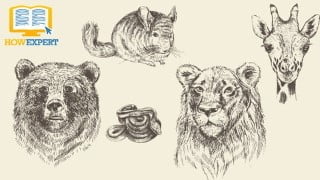 How To Draw Animals