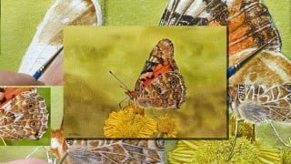 How To Paint a Realistic, Detailed, Butterfly in Watercolour