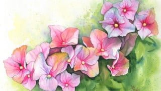 How to Paint Hydrangea in Watercolor