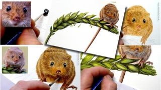 How To Paint in Watercolour a Realistic, Cute Harvest Mouse!