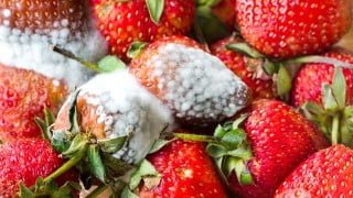 How to Prevent Food Poisoning using The Food Safety Pillars