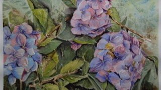 Hydrangea Study in Watercolour