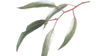 Introduction to Botanical Art - Eucalyptus Leaves