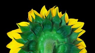 iPhone Photography Crash Course
