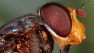 Macro Photography & Focus Stacking Made Easy
