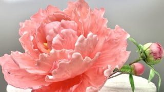 Making a Gum Paste Peony!