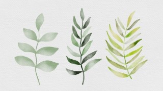 Paint Watercolor Florals & Leaves on the iPad