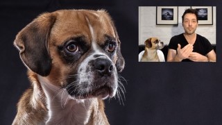 Pet Photography Masterclass