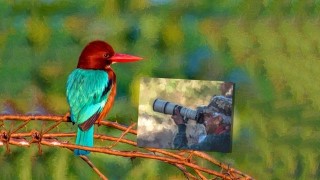 Photographing the beauty of birds