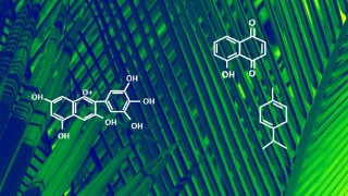 Phytochemistry: Introduction to Plant Chemistry