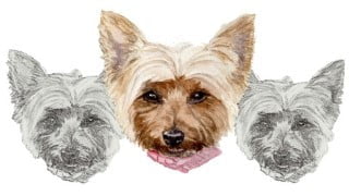 Watercolor painting. Drawing Puppy portrait How to paint.