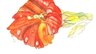 Watercolour Painting - How to paint Flowers
