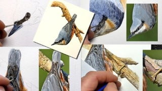 Watercolour Painting Tutorial - Realistic Nuthatch Bird!