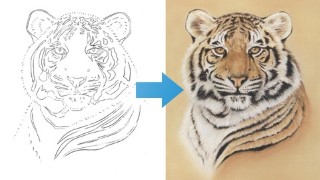 Free Colored Pencil Drawing Tutorial - Draw a Tiger using just 6 Pastel Pencils