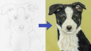 Free Drawing Tutorial - Draw a Border Collie Puppy using Pastel Pencils