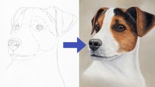 Free Drawing Tutorial - Draw a Jack Russell using Pastel Pencils