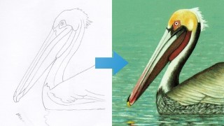 Free Drawing Tutorial - How To Draw a Pelican Step by Step with Pastel Pencils