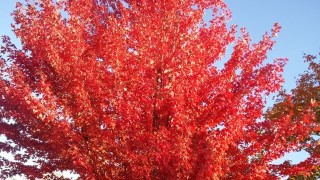 Free Linear Algebra Tutorial - Applications of the Cayley-Hamilton Theorem