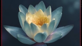 Free Meditation Tutorial - Free Meditation Course with Sankalpa
