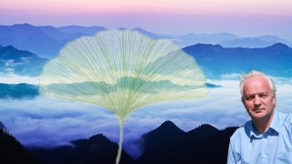Free Mindfulness Tutorial - Start to build your Sustainable life in 7 sessions.