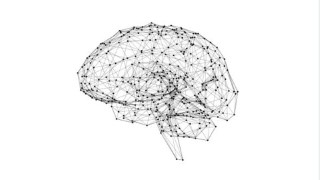 Free Neuroplasticity Tutorial - An Applicable Approach To Neuroplasticity & Neuroscience