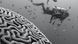 Free Practical Neuroscience Tutorial - Workplace Neuroscience: Decoding your brain at work