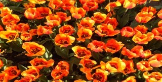 An introduction to social work in Wales