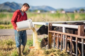 Animal Feed Production Course: Feed Safety - FutureLearn