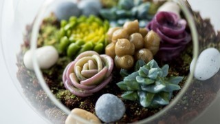Buttercream Succulents & Cacti