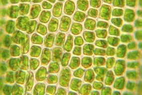 Diploma in Plant Cell Bioprocessing
