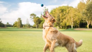 Dog Photography: Sit, Stay, Click