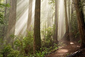 Forestry: A Beginners Guide