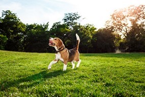 How Dogs Communicate