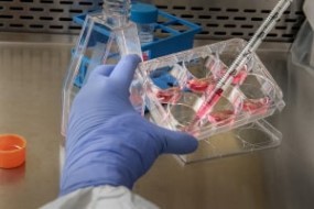 Immunology Techniques