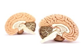 Learn the Anatomy of the Brainstem in this free online biology course