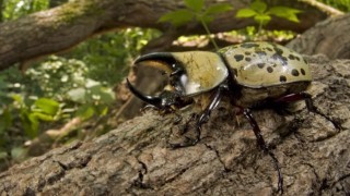 Macro Photography: Insects